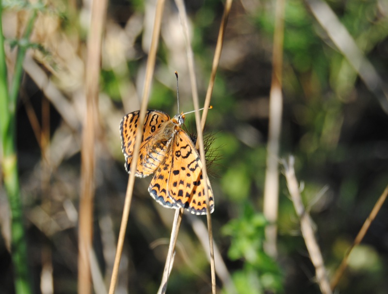 Conferma ID. Melitaea didyma